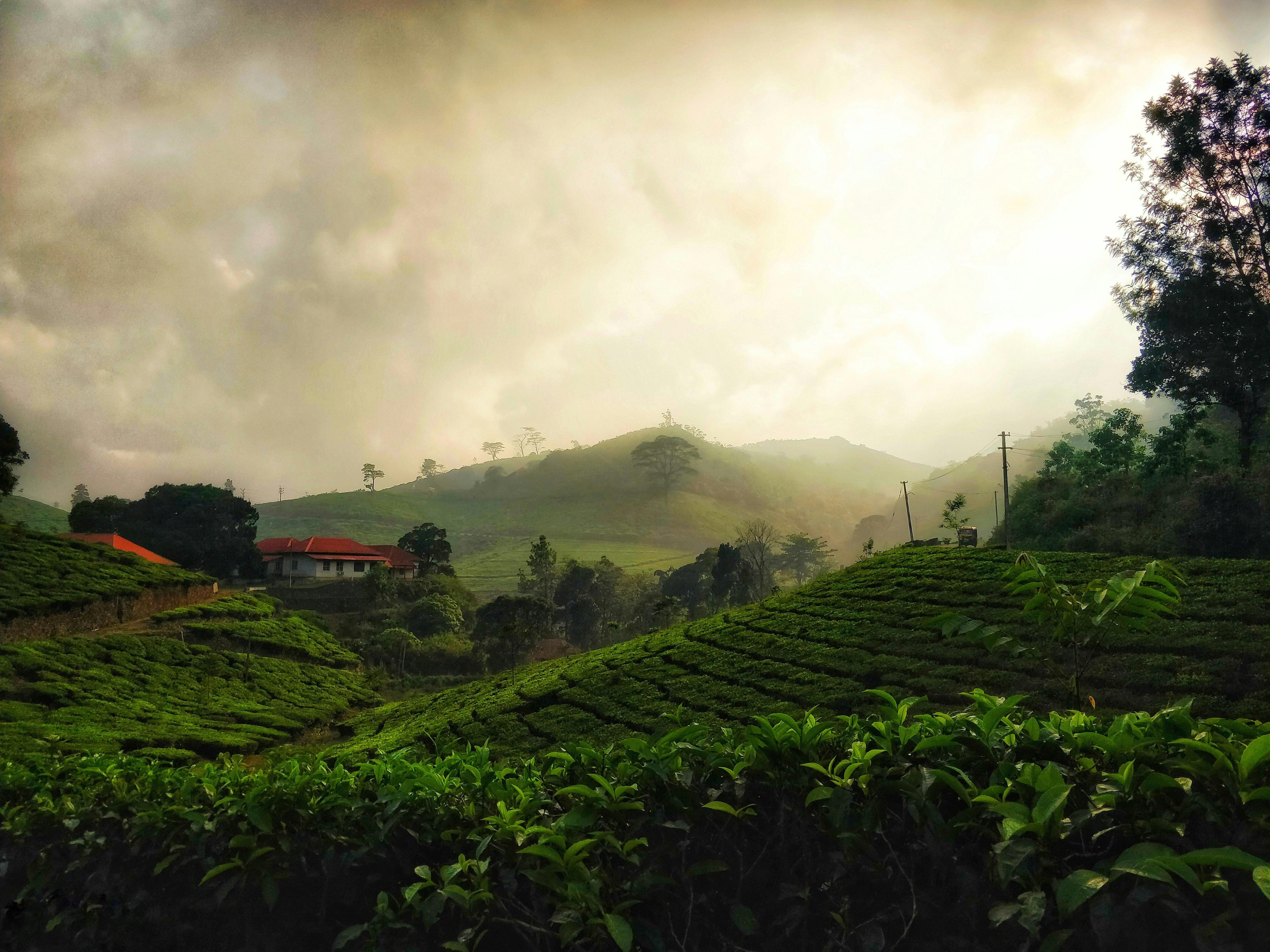 Tea garden, kerelam